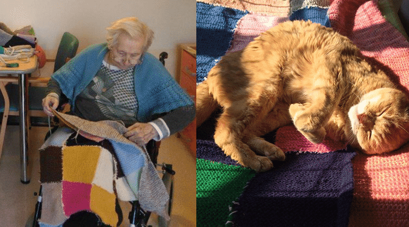 anziane tessono coperte per gatti enpa