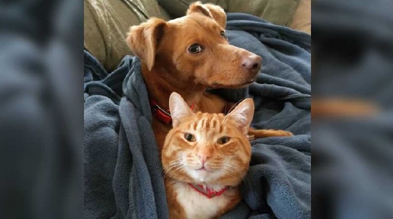 cane e gatto amici di nascosto