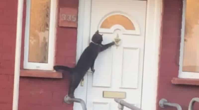 gatto bussa alla porta per farsi aprire