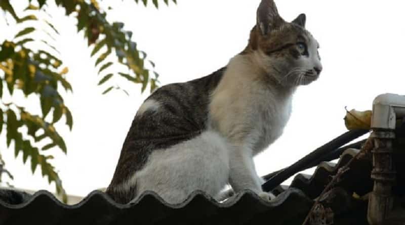 gatto ucciso da bidello