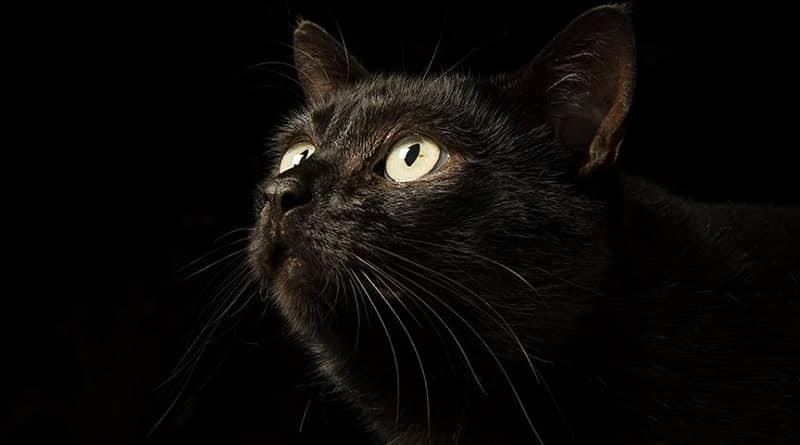 la fotografa dei gatti neri