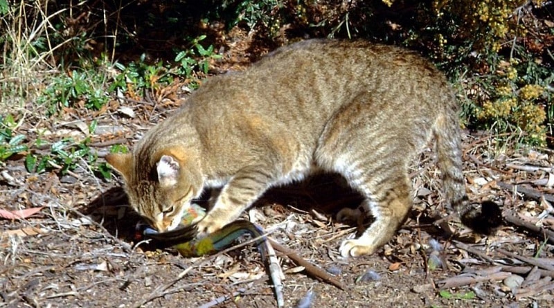 le autorità australiane stanno decimando i gatti randagi