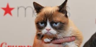 morto grumpy cat