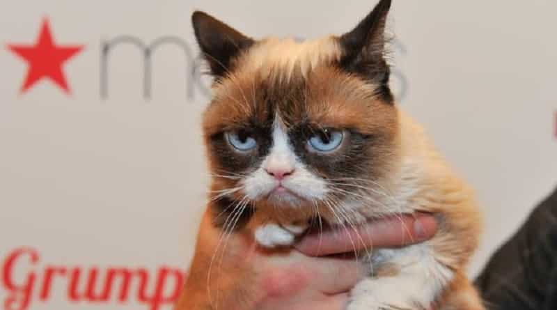 morto grumpy cat