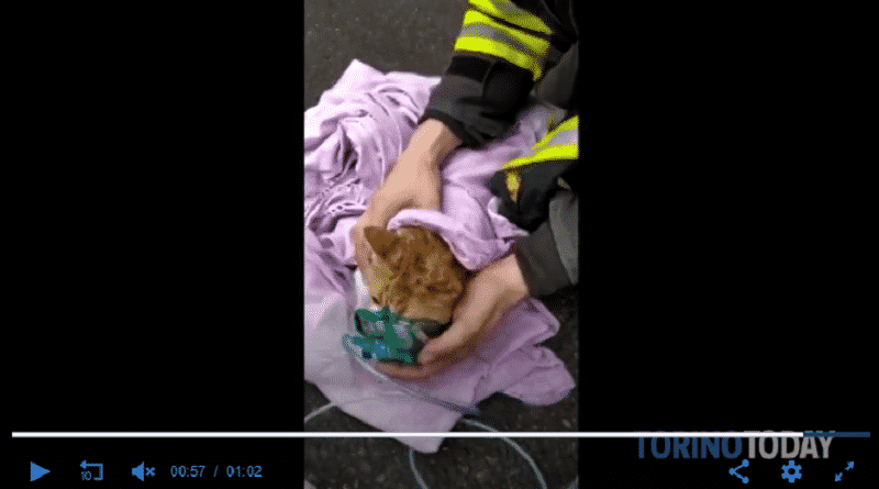 vigili del fuoco rianimano tre gatti