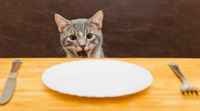 È vero che il gatto si lega a chi gli dà da mangiare?