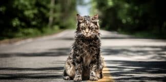 è morto il gattone di pet sematary