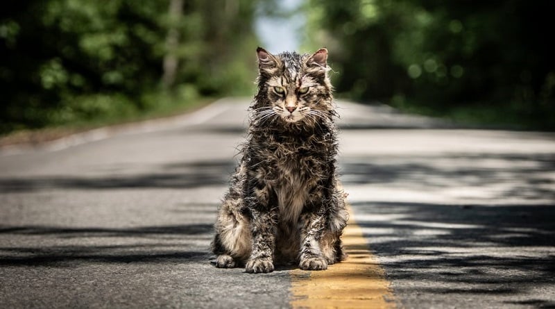 è morto il gattone di pet sematary