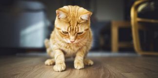 Perché non far giocare il gatto con il puntatore laser