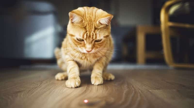 Perché non far giocare il gatto con il puntatore laser