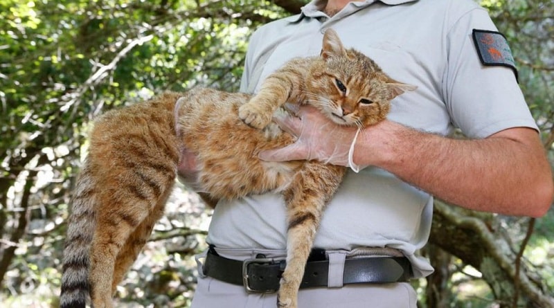 il gatto volpe esiste davvero