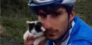 niccolò bonifazio ha salvato un gattino