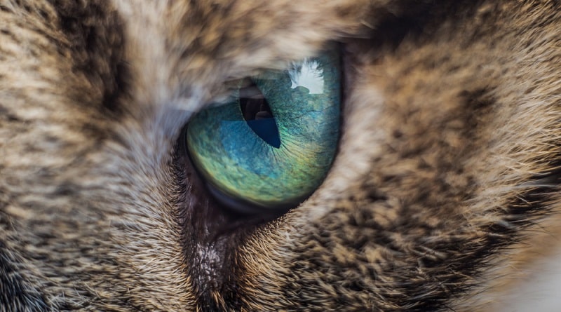 Perché le pupille dei gatti sono verticali