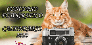 concorso foto calendario gatto