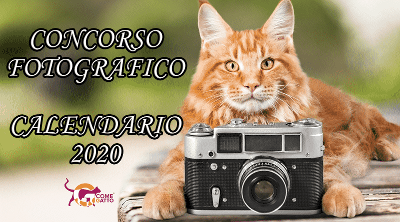 concorso foto calendario gatto