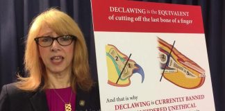 declawing illegale a New York