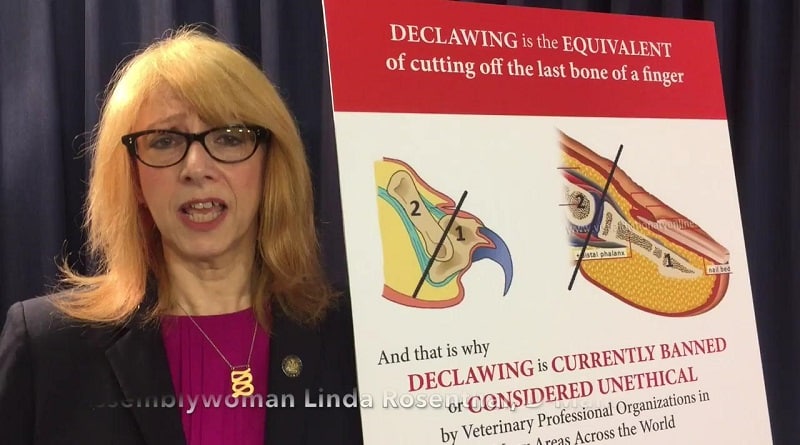 declawing illegale a New York