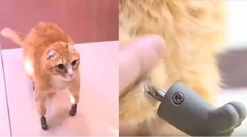 il primo gatto al mondo con quattro zampe artificiali
