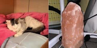 lampada di sale pericolosa per i gatti