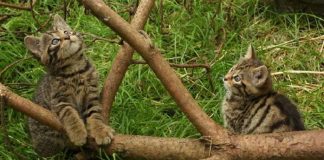 nati due cuccioli di gatto selvatico scozzese