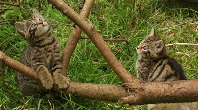 nati due cuccioli di gatto selvatico scozzese