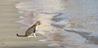 spiaggia a misura di gatto