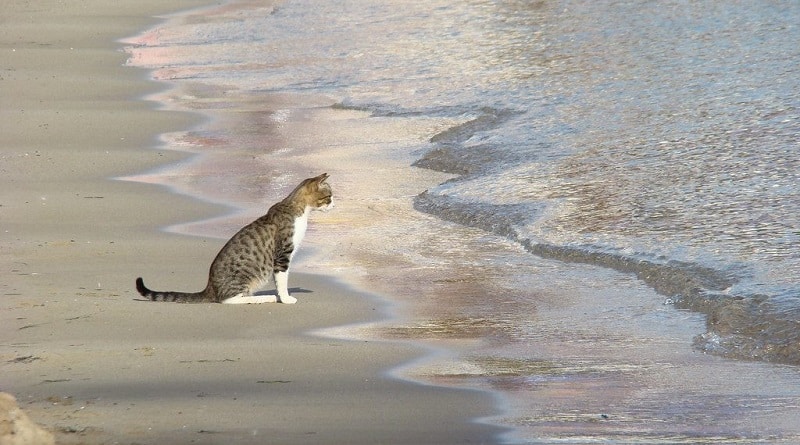 spiaggia a misura di gatto