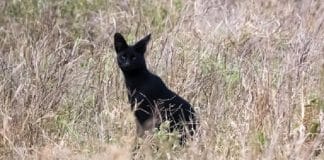 serval nero foto