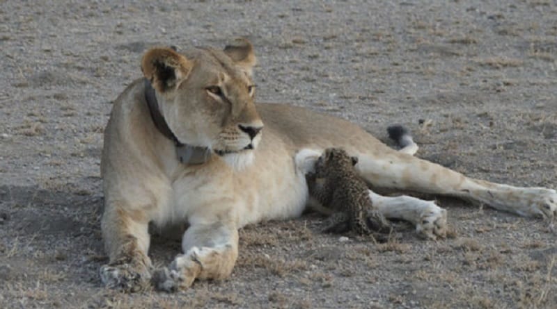 Una leonessa ha adottato un leopardo orfano
