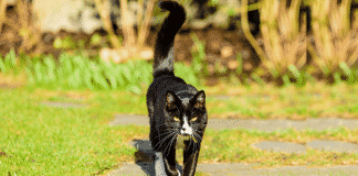 come ci saluta il gatto