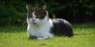 come parla il gatto con noi