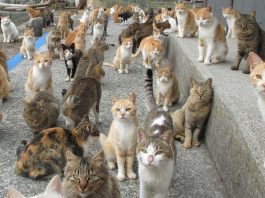 gatti avvelenati sull'isola di Aoshima