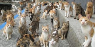 gatti avvelenati sull'isola di Aoshima