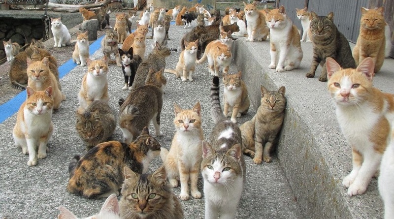 gatti avvelenati sull'isola di Aoshima