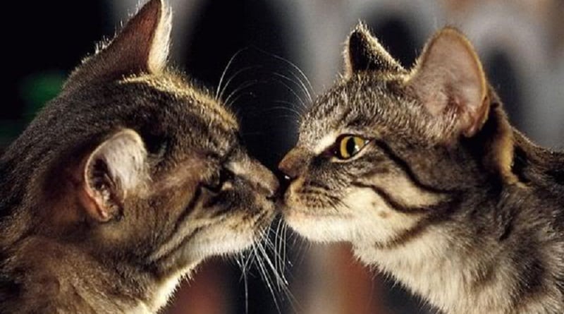 perchè gatti fanno naso e naso