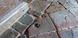 impronte di gatto in una chiesa medievale