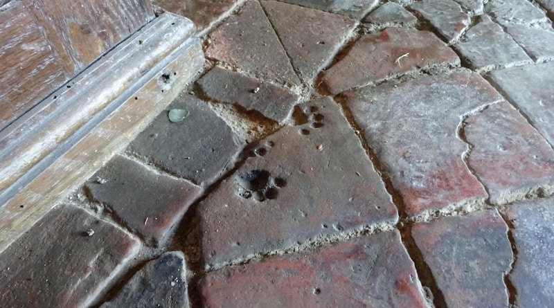 impronte di gatto in una chiesa medievale