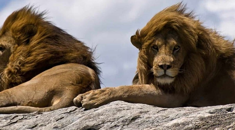 leoni scappati dalla riserva