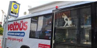 bus veterinario Istanbul