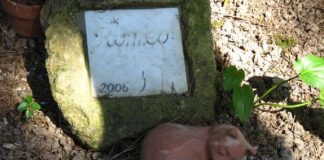 cimitero acattolico di Roma gatti