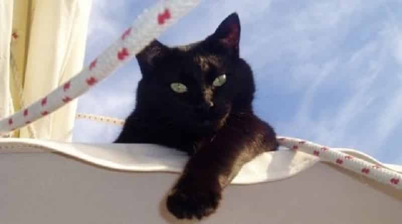 gatto nero portafortuna marinai