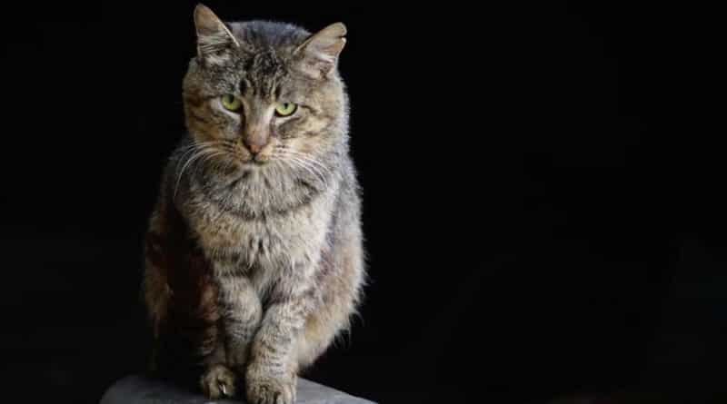 gatto nonno mason ponte arcobaleno