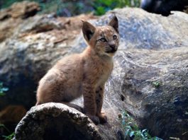 lince europea cucciolo