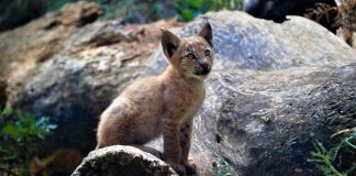 lince europea cucciolo