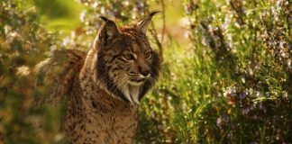 lince iberica