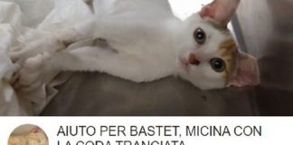 raccolte fondi gatti