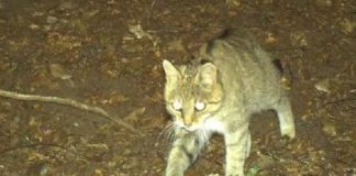 gatto selvatico parco del taburno