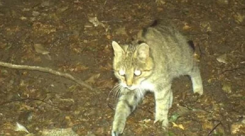 gatto selvatico parco del taburno