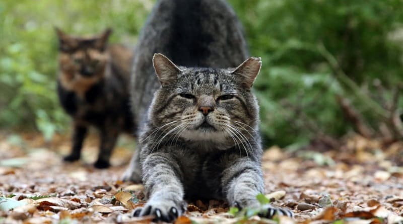 giornata nazionale del gatto libero