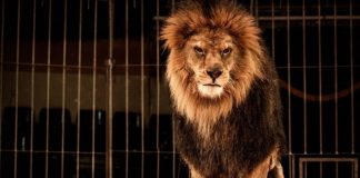 stop circo con animali in campania